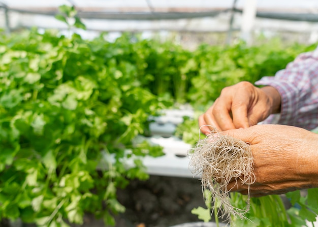 Arbeiter, die Bio-Gemüse von Hand pflücken