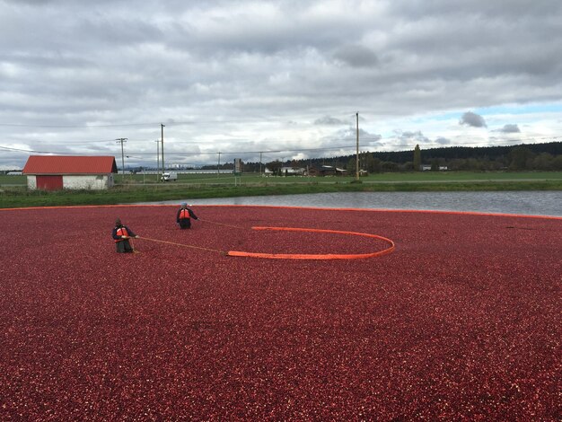 Foto arbeiter ernten cranberries vor bewölktem himmel