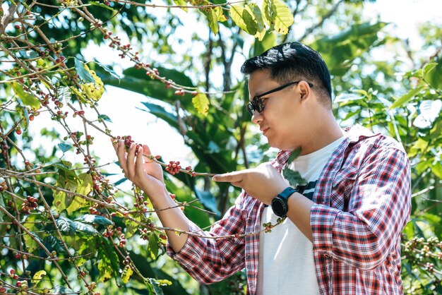 Arbeiter erntet Arabica-Kaffeebeeren auf seinem Zweig