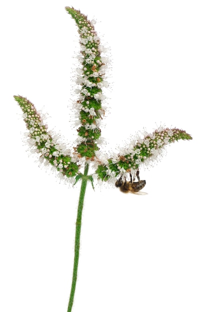 Arbeiterbiene - Anthophora plumipes, weiblich, lokalisiert auf Weiß