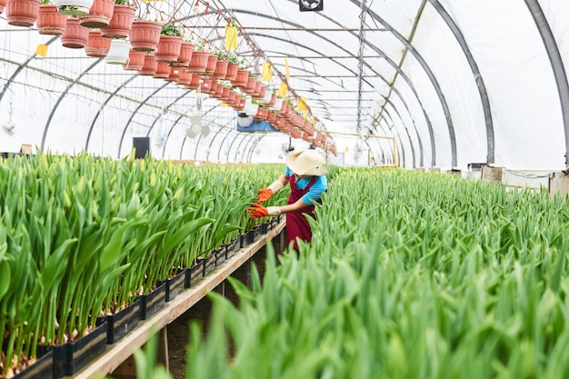 Arbeiterin untersucht hydroponische Tulpen in einem Gewächshaus