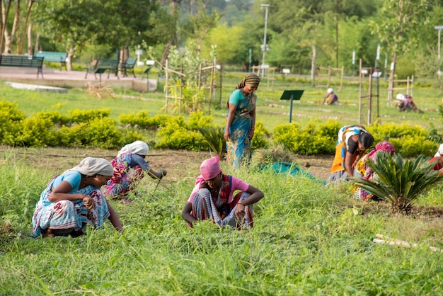 Arbeiterinnen schneiden unerwünschtes Gras vom Gartenfeld