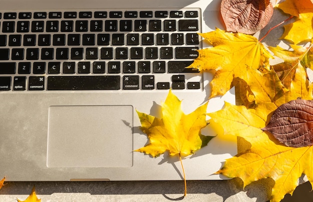 Arbeitsbereich mit gelben und roten Ahornblättern. Desktop mit Laptop, Laub auf grauem Holzhintergrund. Flache Lage, Draufsicht.