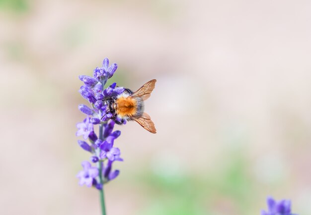 Arbeitsbiene auf Lavendelblüte im Sommergarten. Garten- und Sommerferienkonzept