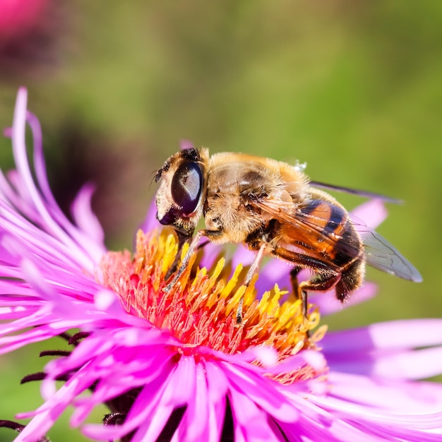 Arbeitsbiene auf rosafarbenen Asterblumen im Herbstgarten