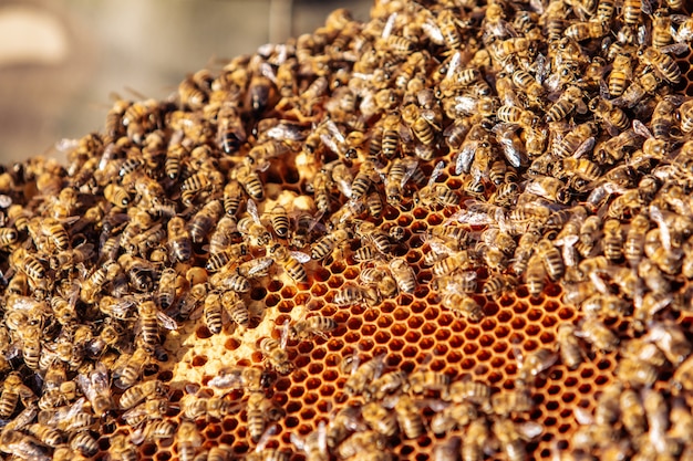 Arbeitsbienen auf Bienenwabe