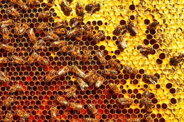 Arbeitsbienen auf Honigpollenrahmen aus nächster Nähe