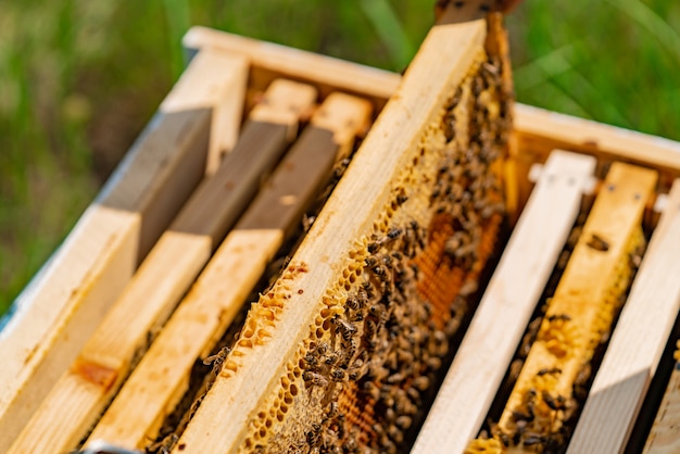 Arbeitsbienen in einem bienenstock.