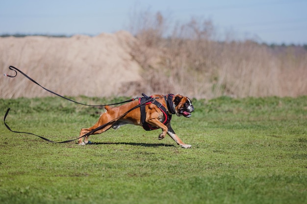 Arbeitshund. Hundetraining. Polizei, Wachhund