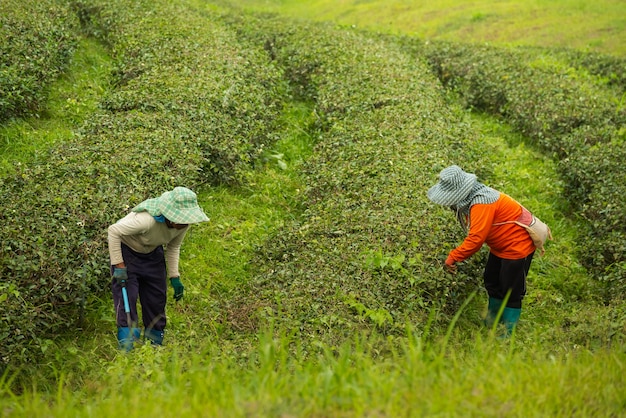 Arbeitskraftfrau, die grünes Teeblatt an der Teefarm auswählt