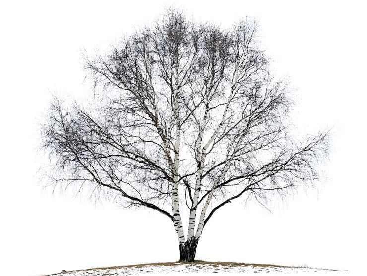 Árbol de abedul desnudo sin hoja en fondo blanco para indicar que está en invierno imagen generada por IA