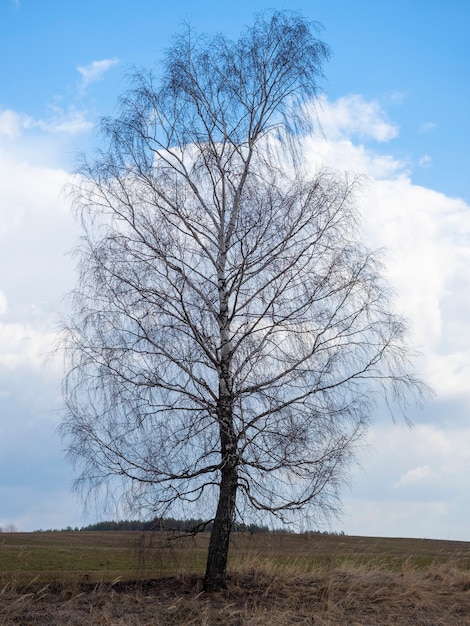 Foto un árbol de abedul solitario sin hojas en la primavera en un prado. cielo azul brillante con nubes de fondo. foto vertical