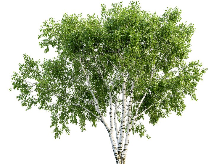 Árbol de abedul con sus hojas verdes sobre un fondo blanco imagen generada por IA