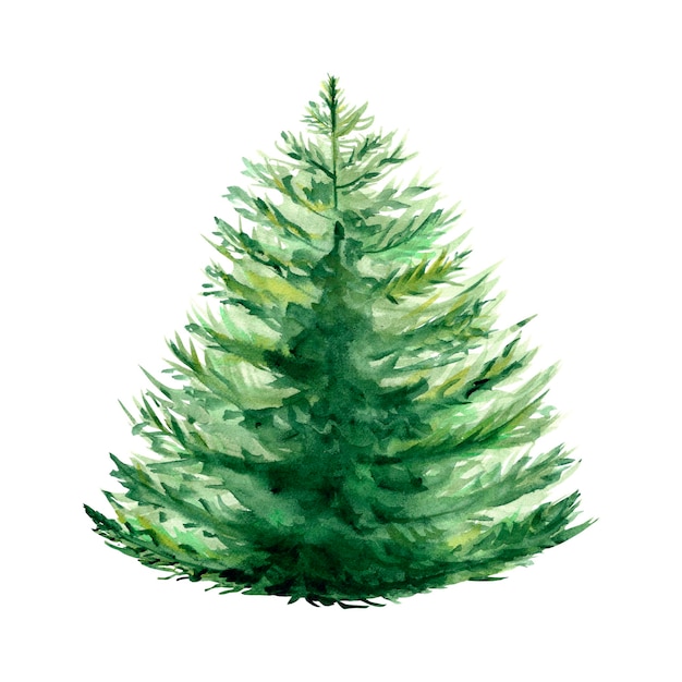 El árbol de abeto acuarela ilustración de un árbol de coníferas esponjoso verde abeto belleza del bosque esponjoso es