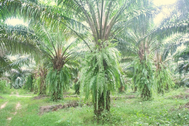 árbol de aceite de palma en la plantación de aceite de palma