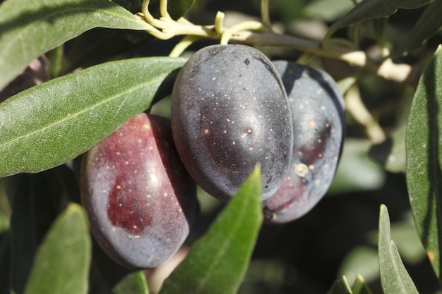 árbol con aceitunas maduras