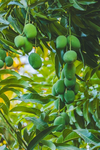 un árbol con aceitunas verdes colgando de él