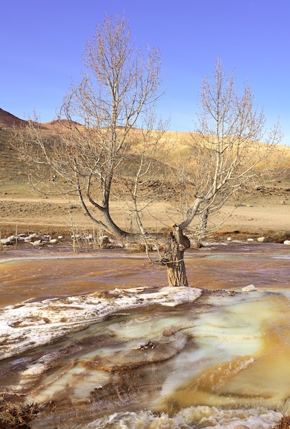 Un árbol en las aguas de manantial del río Restos de hielo de colores en el flujo del río de montaña