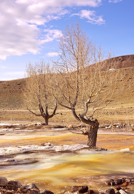 Un árbol en las aguas de manantial del río Restos de hielo de colores en el flujo del río de montaña