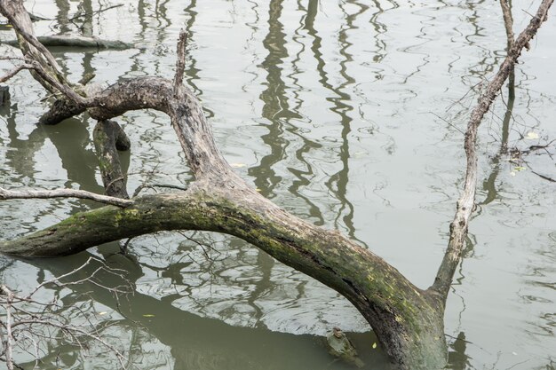 árbol agujero asiático ecología agua tailandia