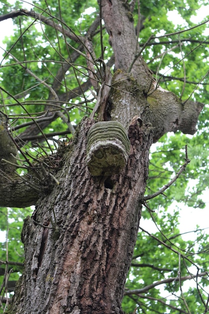 Un árbol con un agujero en él.