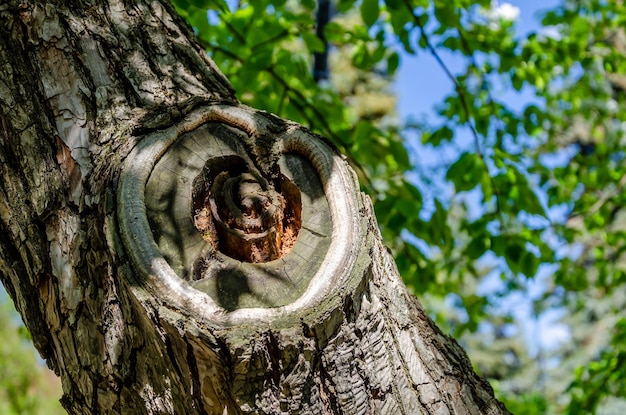 Un árbol con un agujero en forma de corazón