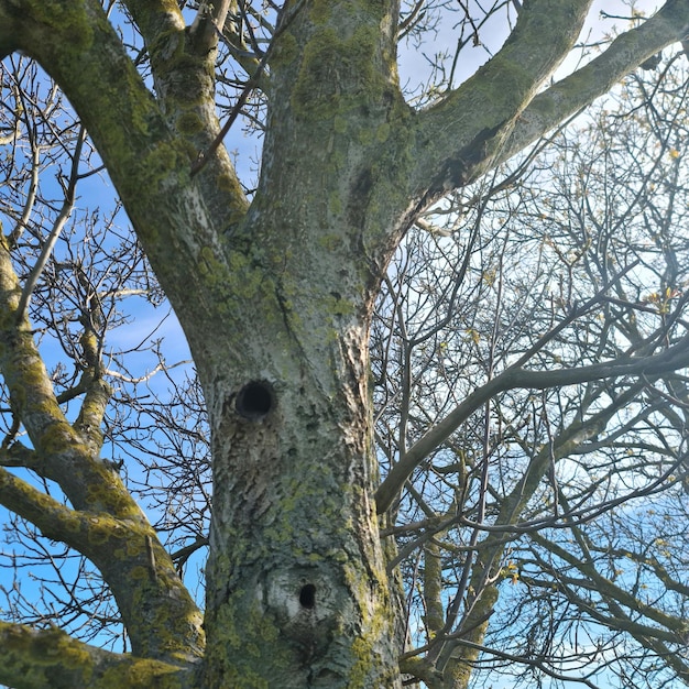 Un árbol con un agujero en el medio que dice 'el árbol es un agujero'