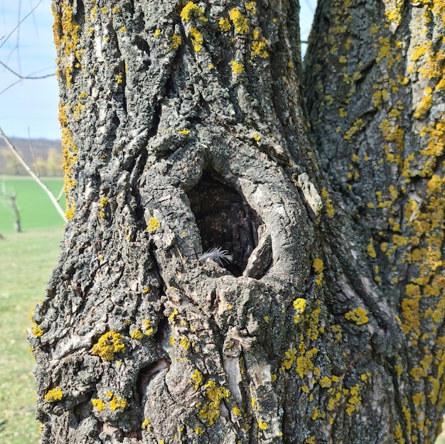 Un árbol con un agujero que dice "agujero"