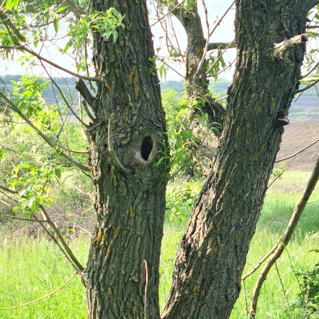 Un árbol con un agujero que dice 'pájaro'