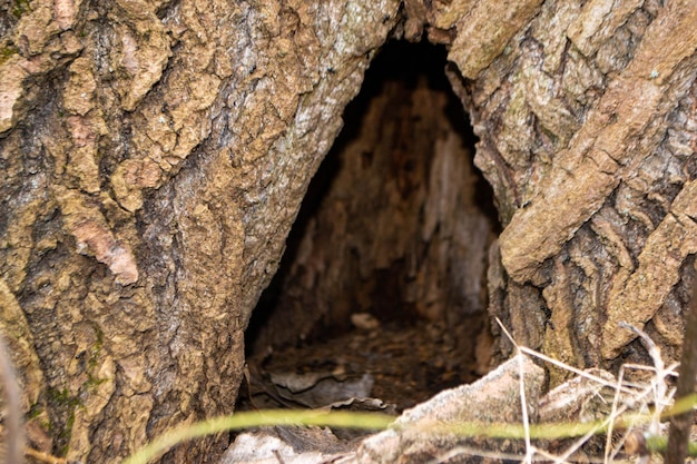 Un árbol con un agujero que dice 'la serpiente'