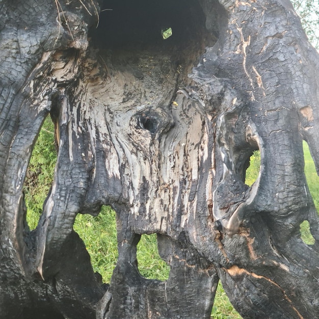 Un árbol con un agujero que tiene un agujero