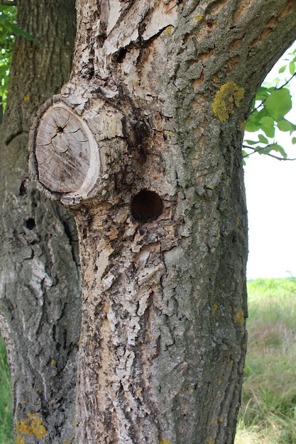 Foto un árbol con un agujero en él.