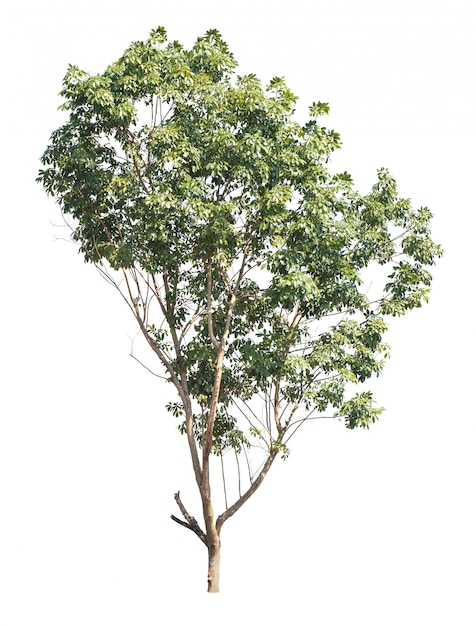 Foto Árbol aislado en blanco