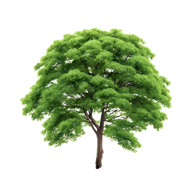 árbol aislado en blanco