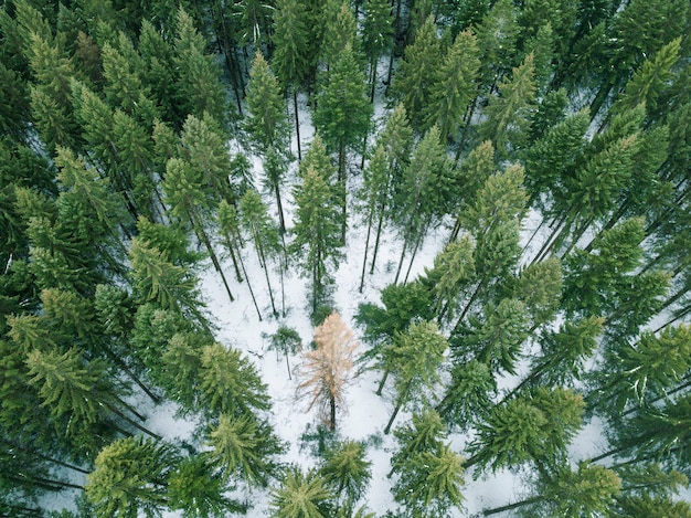 árbol aislado en el bosque durante el invierno