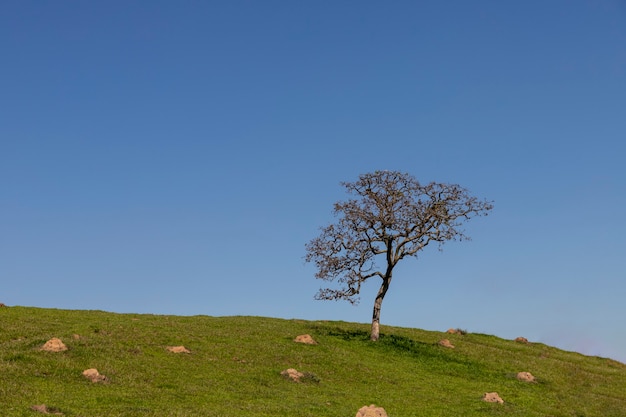 Foto Árbol aislado en la colina con minimalismo de cielo azul