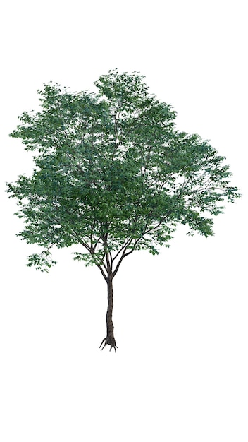 Árbol aislado en un fondo transparente Árbol único aislado en el fondo blanco