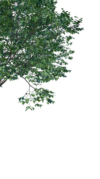 Árbol aislado en un fondo transparente Árbol único aislado en el fondo blanco