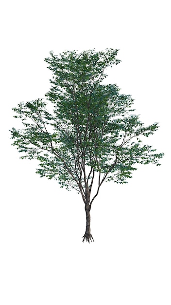 Árbol aislado en un fondo transparente Árbol único aislado en el fondo blanco