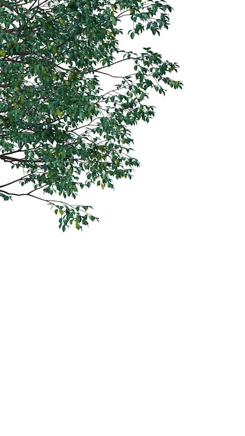 Árbol aislado en un fondo transparente Árbol único aislado en el fondo blanco