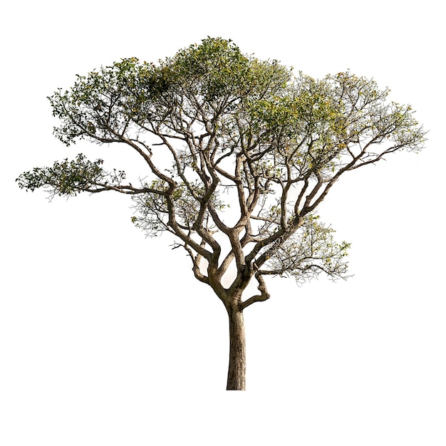 Árbol aislado sobre fondo blanco para material de diseño