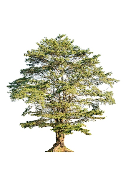Árbol aislado sobre fondo blanco. Trazado de recorte incluido.