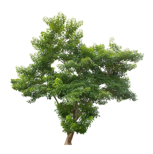 Árbol aislado sobre fondo blanco.
