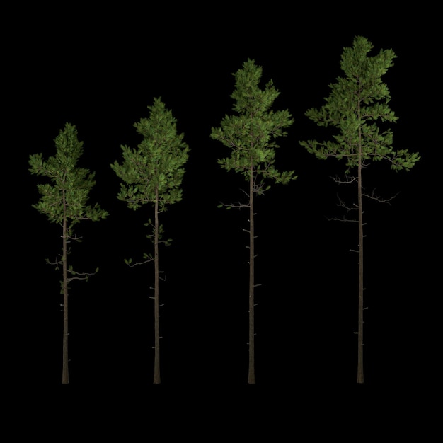 árbol aislado sobre fondo negro