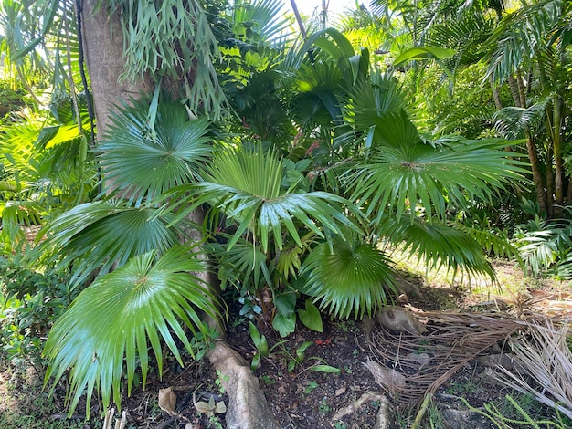 Un árbol con algunas hojas que son verdes.