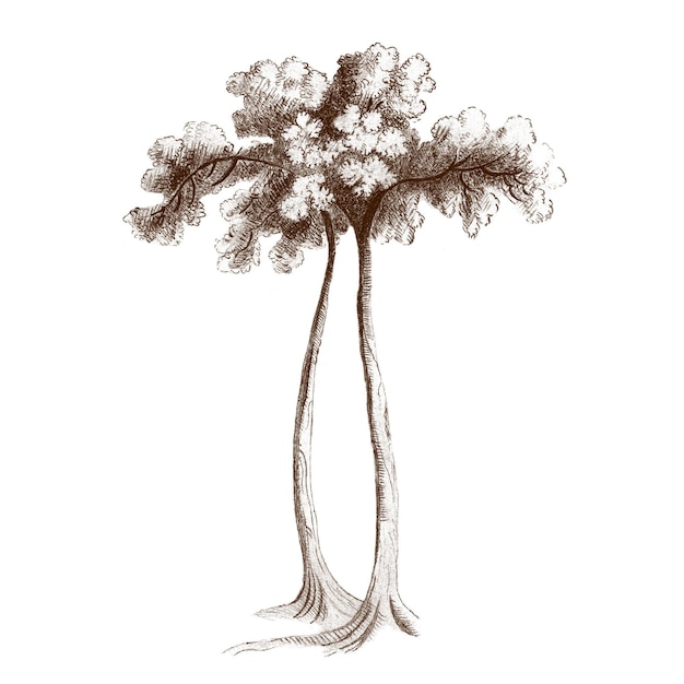 Un árbol alto ilustración vintage transparente png