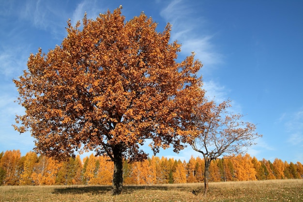 Foto Árbol amarillo otoño