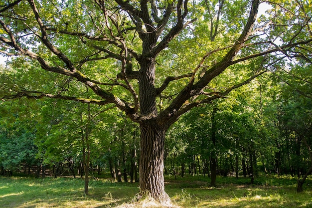 Un árbol ancho solitario con follaje en el fondo