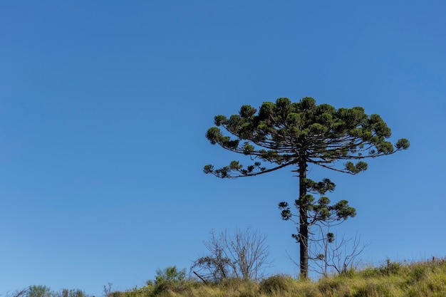 Árbol de Araucaria aislado en la colina