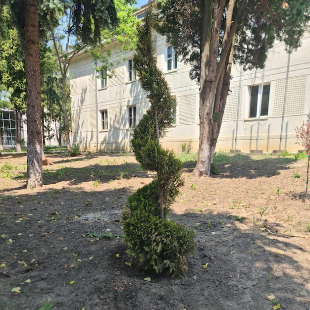 Un árbol con un arbusto verde en él.